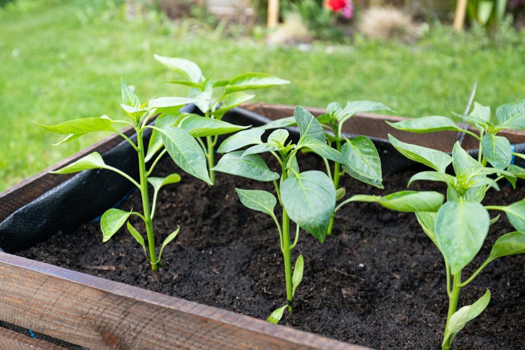 Close-up of young pepper plants thriving in an outdoor wooden planter box, showcasing vibrant green leaves.