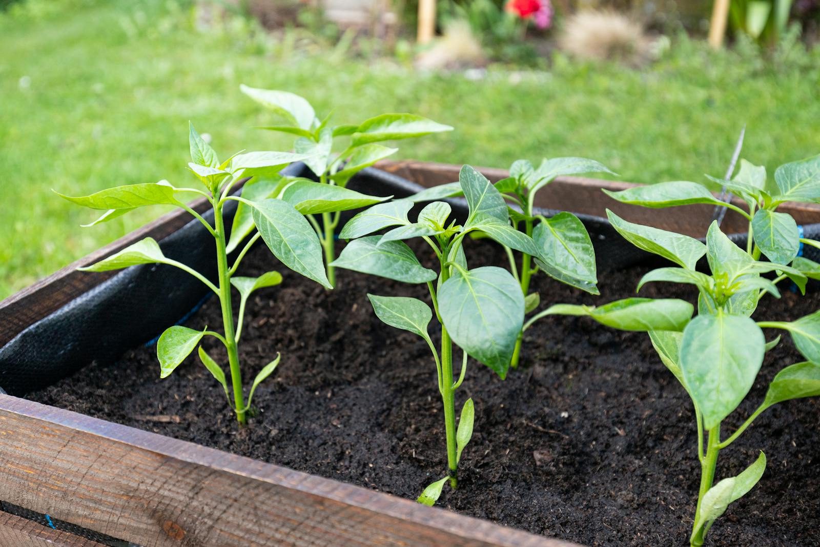 Close-up of young pepper plants thriving in an outdoor wooden planter box, showcasing vibrant green leaves.