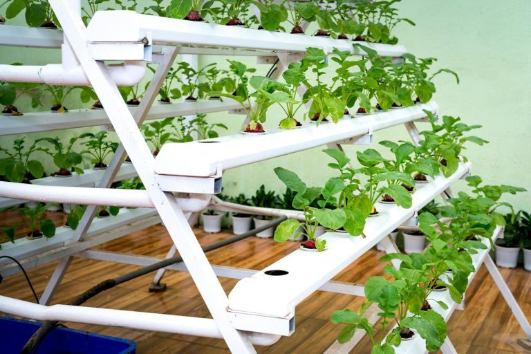 Vibrant hydroponic setup indoors showcasing healthy plant growth on multiple levels.
