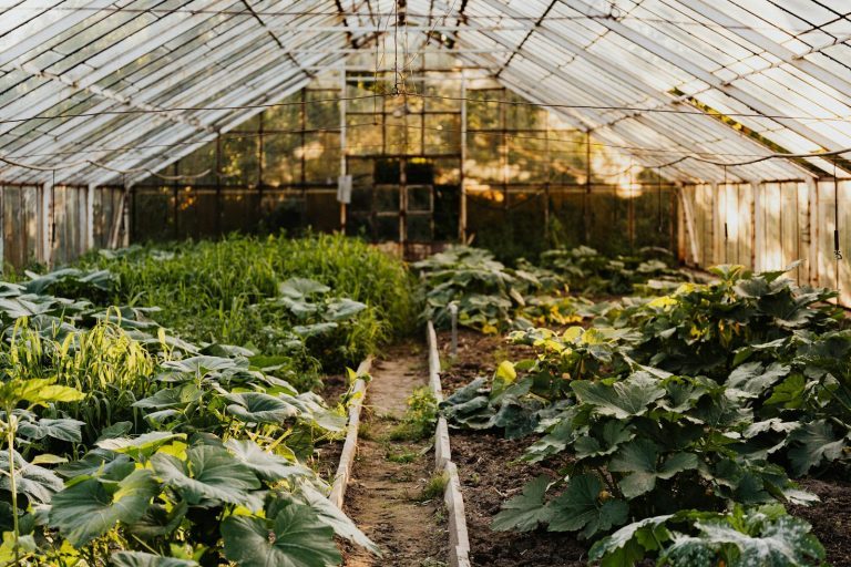 Estufa para horta em casa: quando vale a pena montar
