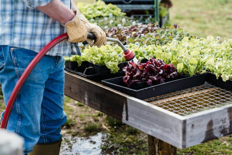 Horta comunitária: como organizar antes de plantar