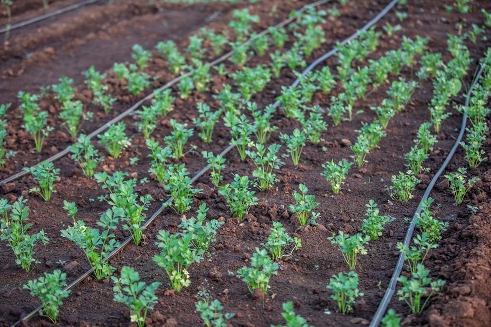 Young vegetable plants growing with drip irrigation system in a fertile field.