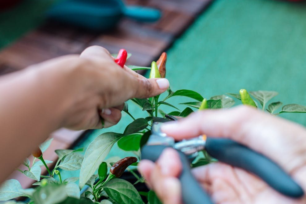 Close-up of hands clipping ripe chili peppers from a lush green plant.