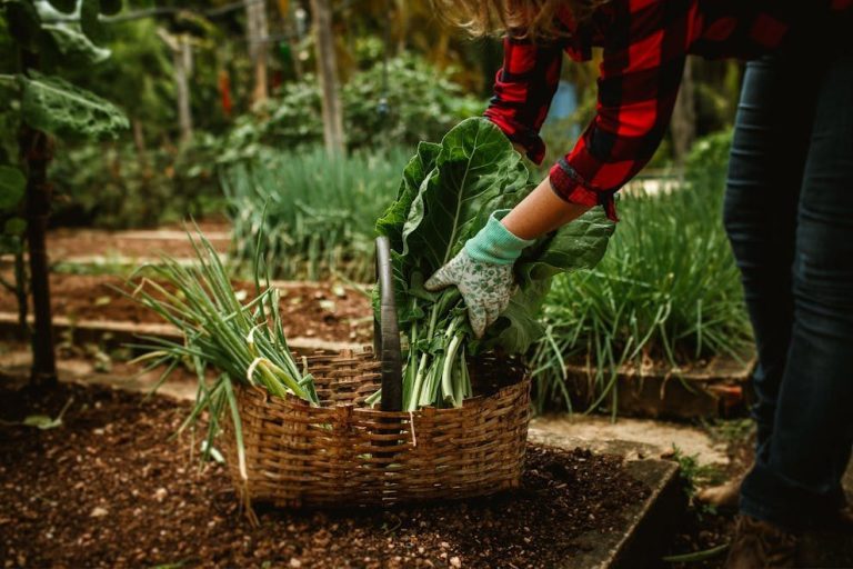 Woman picking fresh greens in garden basket. Organic farming and healthy lifestyle.
