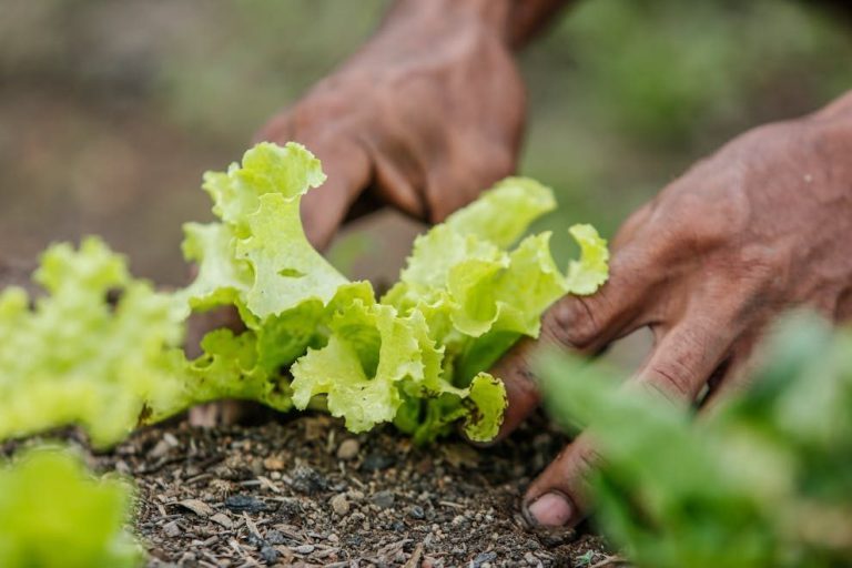 Close-up of hands planting lettuce in Paragominas, Brazil. Vibrant greenery and earthy tones.