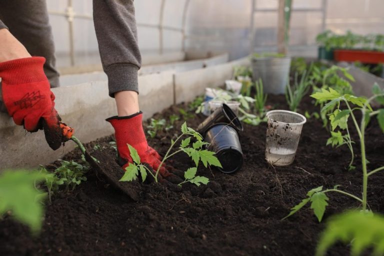 greenhouse, planting, spring, beds, woman, girl, seedlings, tomatoes, nature, flower background, plants, peppers, pots, earth, black soil, garden, flower wallpaper, vegetable garden, shovel, flowers, vegetables, fruits, beautiful flowers, home, young, boring
