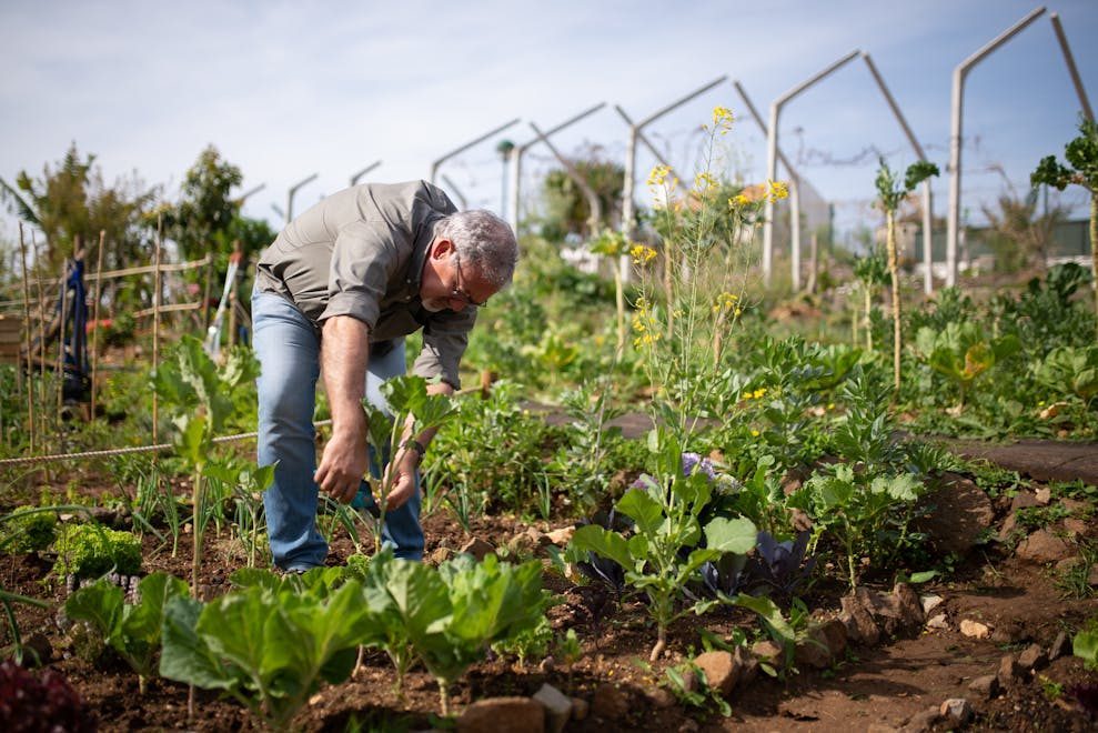 A man gardening in a lush vegetable garden under the bright sun in Portugal.