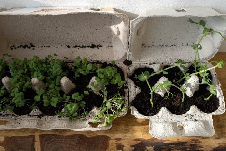 Organic herbs growing in recycled egg cartons on a wooden surface, embracing zero waste gardening.